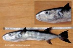 Enlarged Image of 'Lagocephalus lagocephalus'